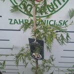 Jelša lepkavá  (Alnus glutinosa) ‘IMPERIALIS’  - výška 100-120 cm, kont. C3L